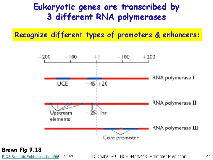 Eukaryotic genes are transcribed by 3 different RNA polymerases Recognize different types of promoters