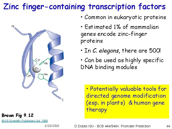 Zinc finger-containing transcription factors • Common in eukaryotic proteins • Estimated 1% of mammalian