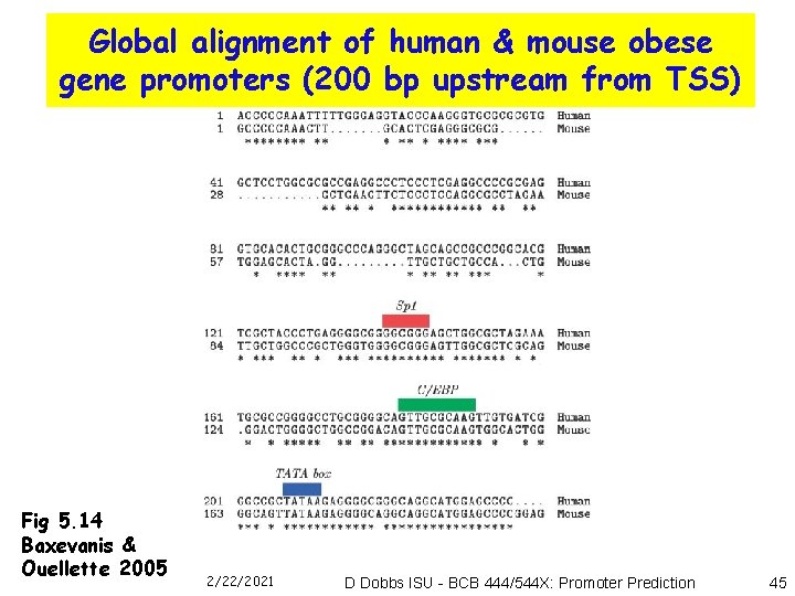Global alignment of human & mouse obese gene promoters (200 bp upstream from TSS)