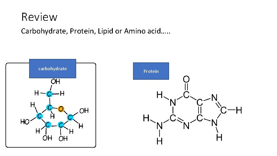 Review Carbohydrate, Protein, Lipid or Amino acid…. . carbohydrate Protein 