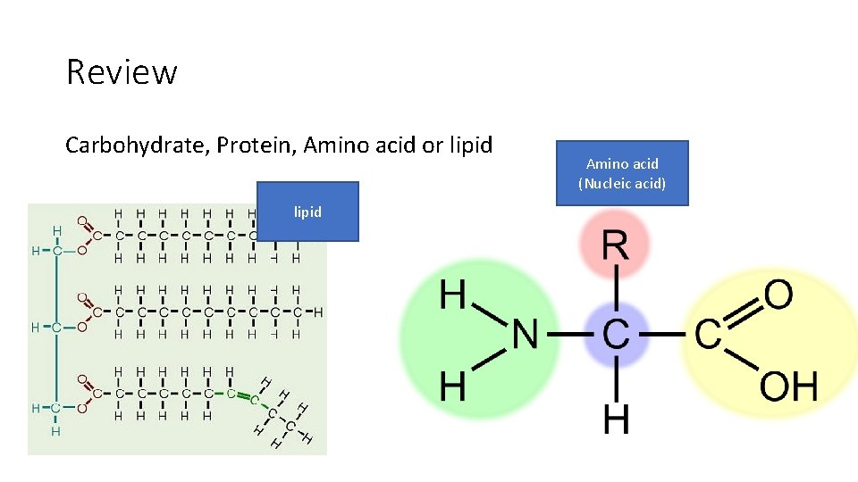 Review Carbohydrate, Protein, Amino acid or lipid Amino acid (Nucleic acid) 