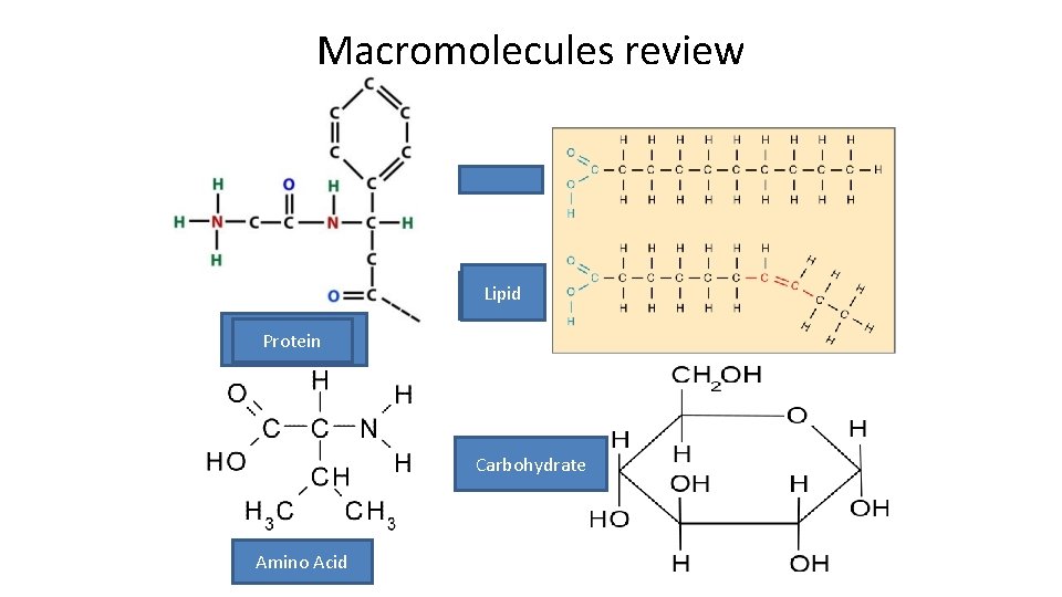 Macromolecules review Lipid Protein Carbohydrate Amino Acid 