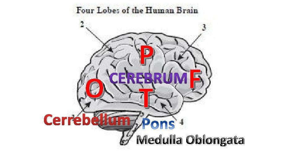 O Cerrebellum P T F Medulla Oblongata 