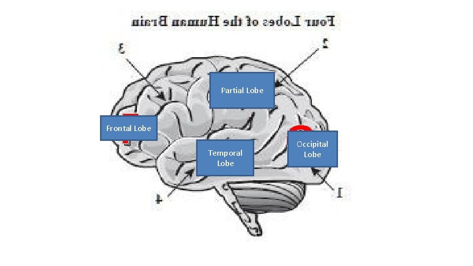 P O T Partial Lobe F Frontal Lobe Temporal Lobe Occipital Lobe 