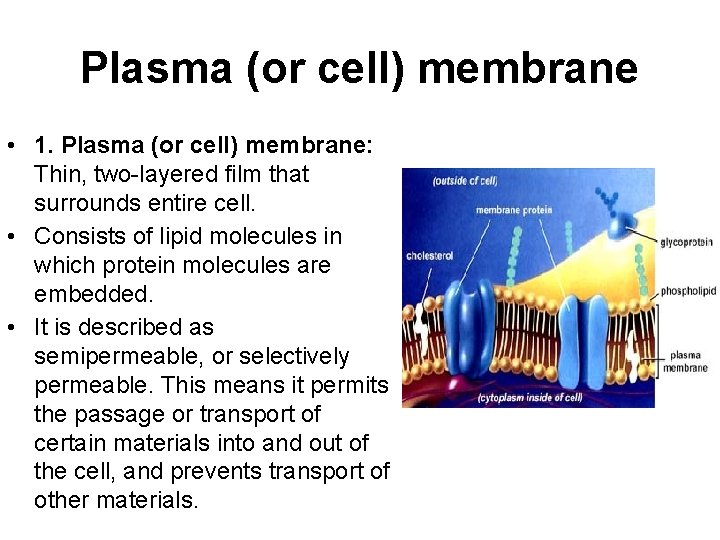 Plasma (or cell) membrane • 1. Plasma (or cell) membrane: Thin, two-layered film that