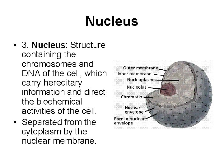 Nucleus • 3. Nucleus: Structure containing the chromosomes and DNA of the cell, which