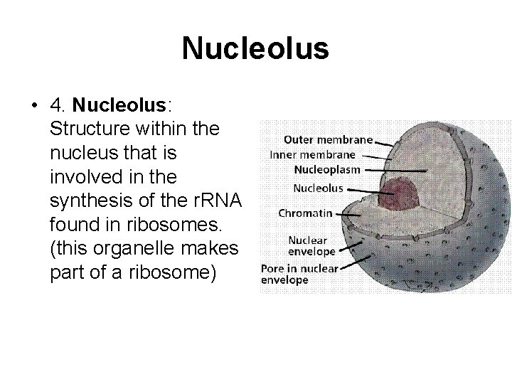 Nucleolus • 4. Nucleolus: Structure within the nucleus that is involved in the synthesis