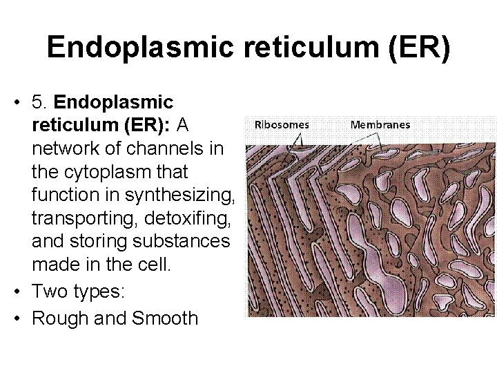 Endoplasmic reticulum (ER) • 5. Endoplasmic reticulum (ER): A network of channels in the