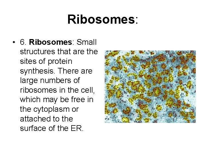 Ribosomes: • 6. Ribosomes: Small structures that are the sites of protein synthesis. There