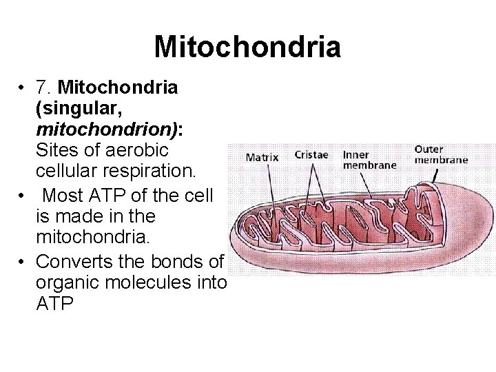 Mitochondria • 7. Mitochondria (singular, mitochondrion): Sites of aerobic cellular respiration. • Most ATP