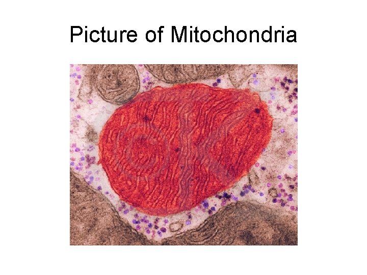 Picture of Mitochondria 