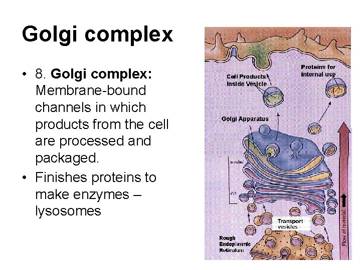 Golgi complex • 8. Golgi complex: Membrane-bound channels in which products from the cell