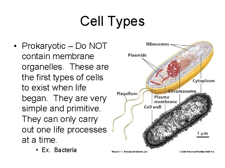 Cell Types • Prokaryotic – Do NOT contain membrane organelles. These are the first