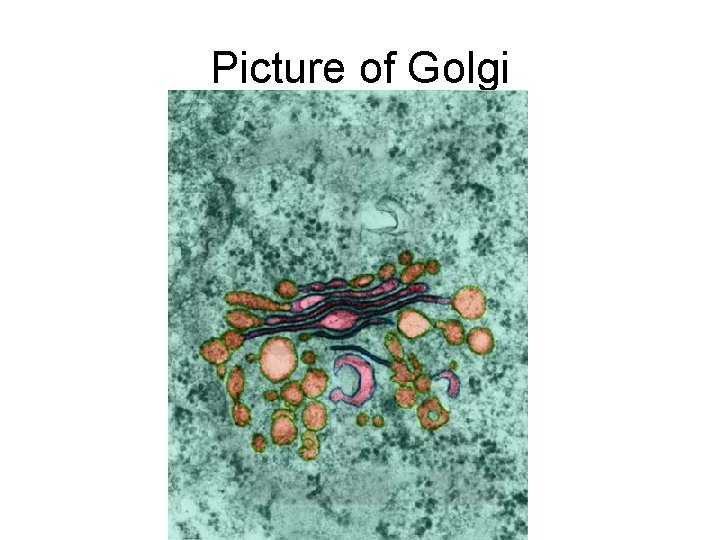 Picture of Golgi 
