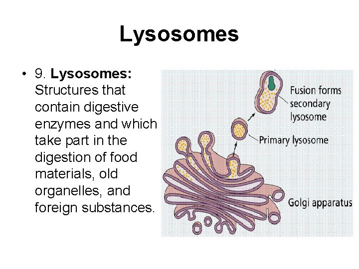 Lysosomes • 9. Lysosomes: Structures that contain digestive enzymes and which take part in