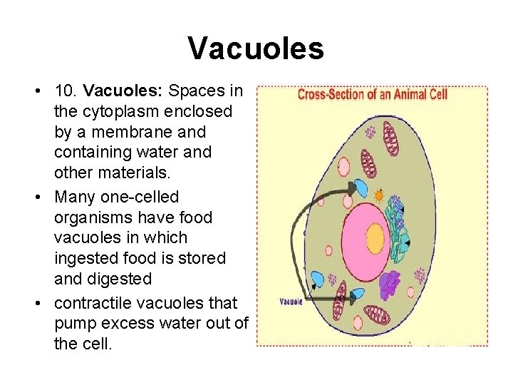 Vacuoles • 10. Vacuoles: Spaces in the cytoplasm enclosed by a membrane and containing