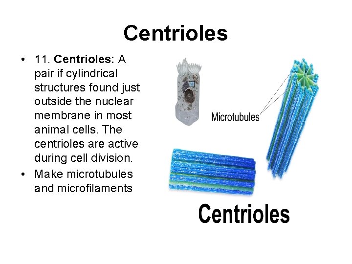 Centrioles • 11. Centrioles: A pair if cylindrical structures found just outside the nuclear