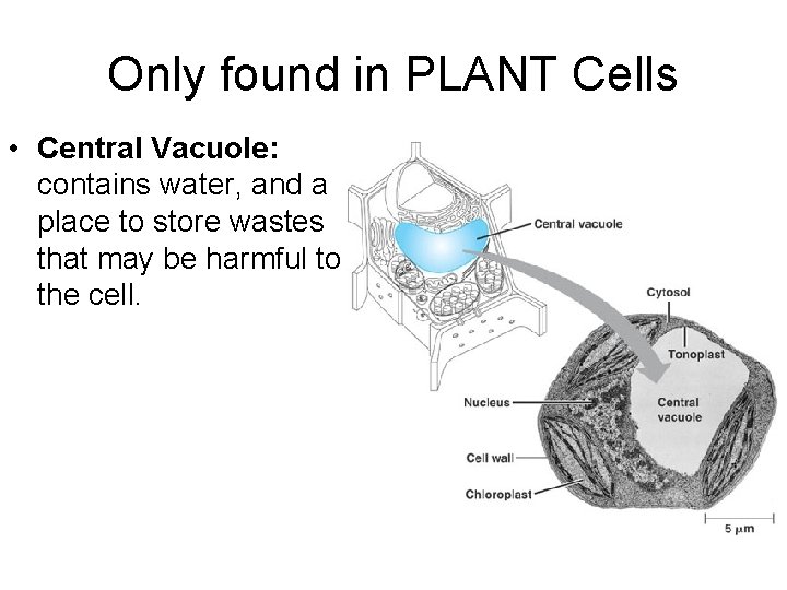 Only found in PLANT Cells • Central Vacuole: contains water, and a place to