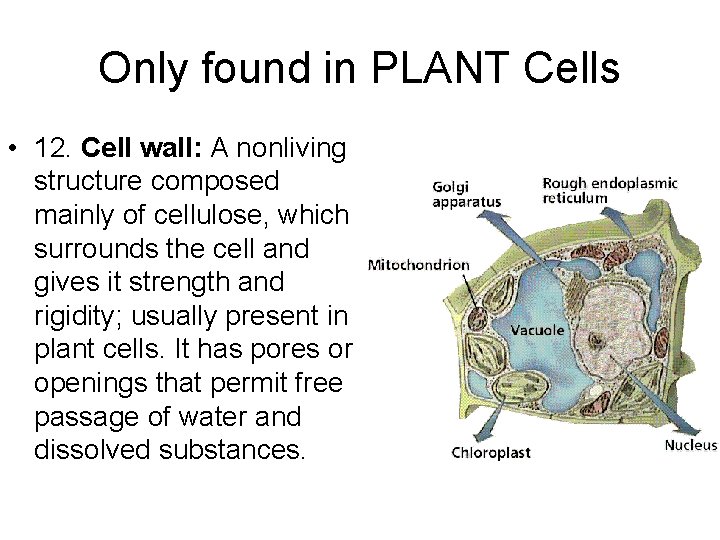 Only found in PLANT Cells • 12. Cell wall: A nonliving structure composed mainly