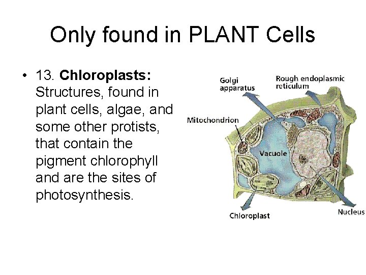 Only found in PLANT Cells • 13. Chloroplasts: Structures, found in plant cells, algae,