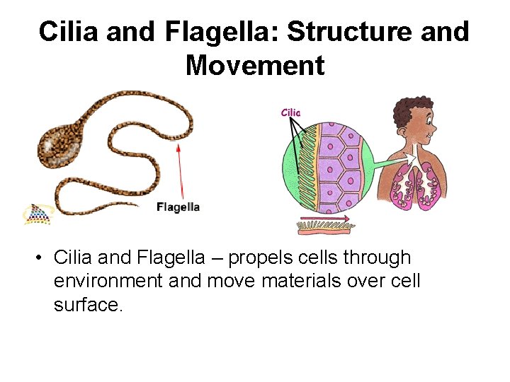 Cilia and Flagella: Structure and Movement • Cilia and Flagella – propels cells through