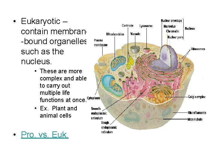  • Eukaryotic – contain membrane -bound organelles, such as the nucleus. • These