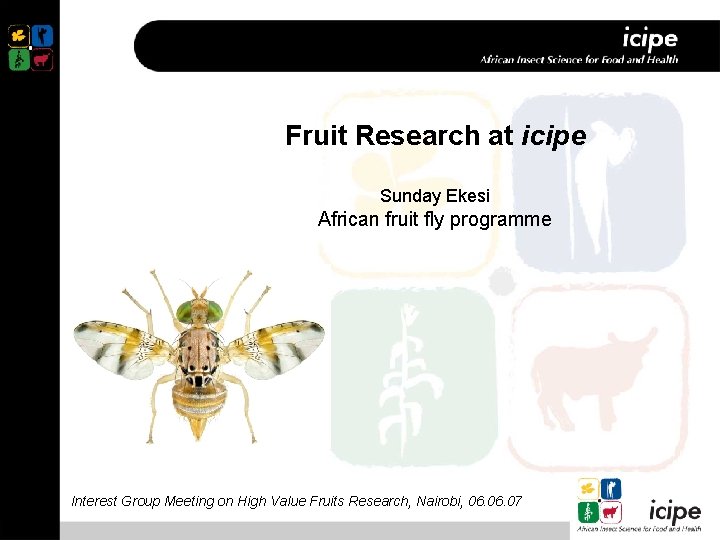 Fruit Research at icipe Sunday Ekesi African fruit fly programme Interest Group Meeting on
