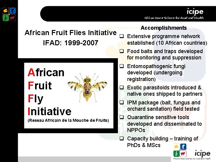 African Fruit Flies Initiative IFAD: 1999 -2007 Accomplishments q Extensive programme network established (10
