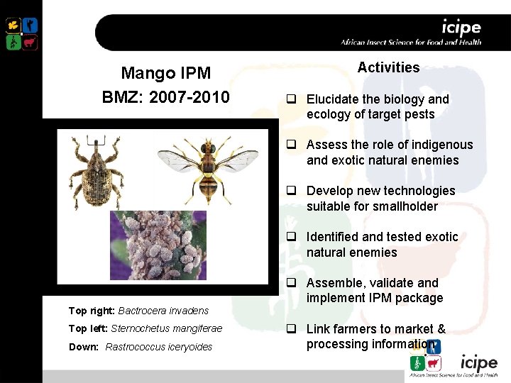 Mango IPM BMZ: 2007 -2010 Activities q Elucidate the biology and ecology of target