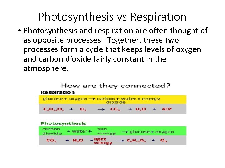 Photosynthesis vs Respiration • Photosynthesis and respiration are often thought of as opposite processes.