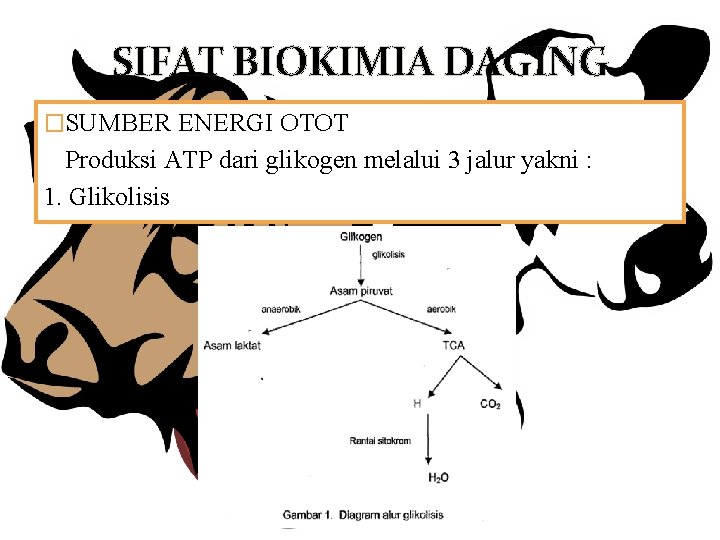 SIFAT BIOKIMIA DAGING �SUMBER ENERGI OTOT Produksi ATP dari glikogen melalui 3 jalur yakni