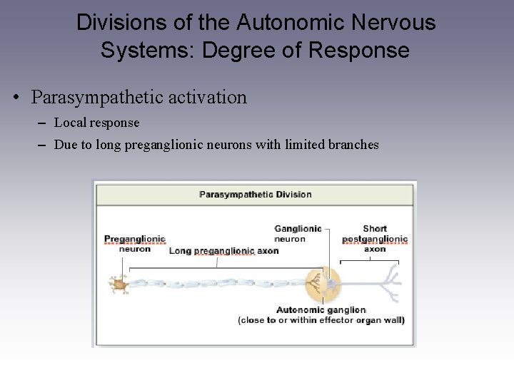 Divisions of the Autonomic Nervous Systems: Degree of Response • Parasympathetic activation – Local