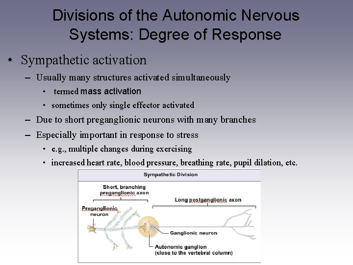 Divisions of the Autonomic Nervous Systems: Degree of Response • Sympathetic activation – Usually