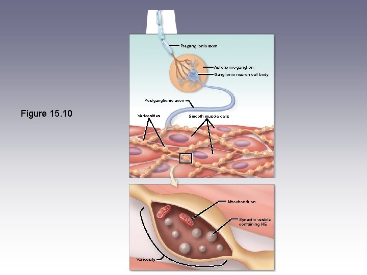Preganglionic axon Autonomic ganglion Ganglionic neuron cell body Postganglionic axon Figure 15. 10 Varicosities