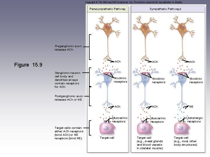 Copyright © The Mc. Graw-Hill Companies, Inc. Permission required for reproduction or display. Parasympathetic