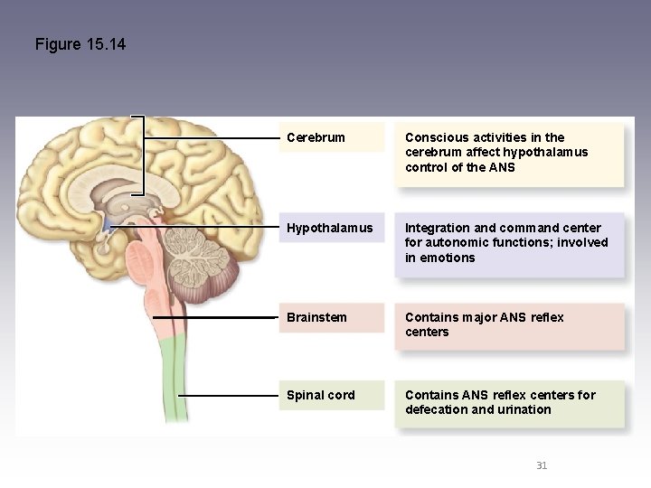 Figure 15. 14 Cerebrum Conscious activities in the cerebrum affect hypothalamus control of the