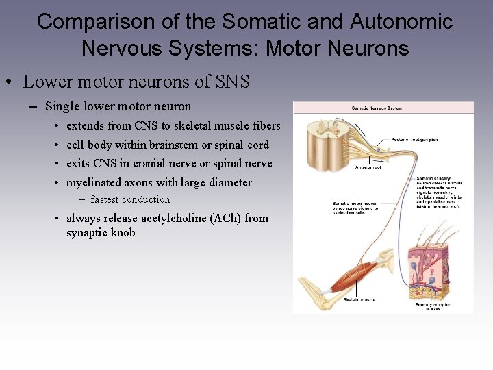 Comparison of the Somatic and Autonomic Nervous Systems: Motor Neurons • Lower motor neurons