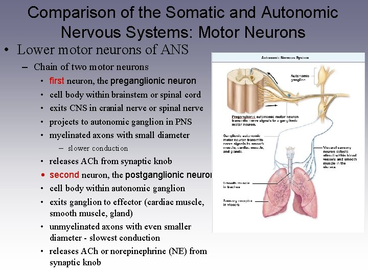 Comparison of the Somatic and Autonomic Nervous Systems: Motor Neurons • Lower motor neurons