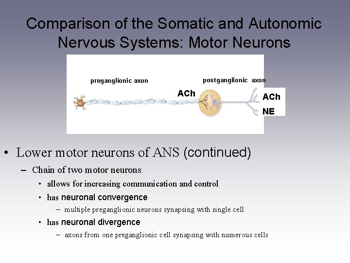 Comparison of the Somatic and Autonomic Nervous Systems: Motor Neurons postganglionic axon preganglionic axon