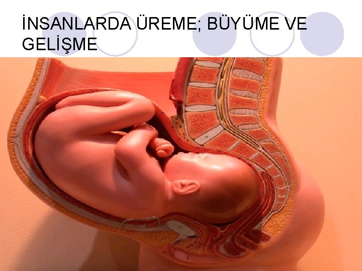 İNSANLARDA ÜREME; BÜYÜME VE GELİŞME 