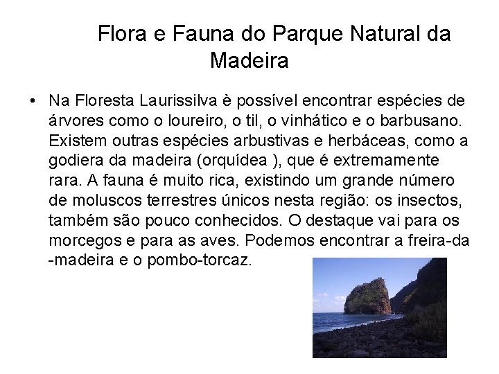 Flora e Fauna do Parque Natural da Madeira • Na Floresta Laurissilva è possível