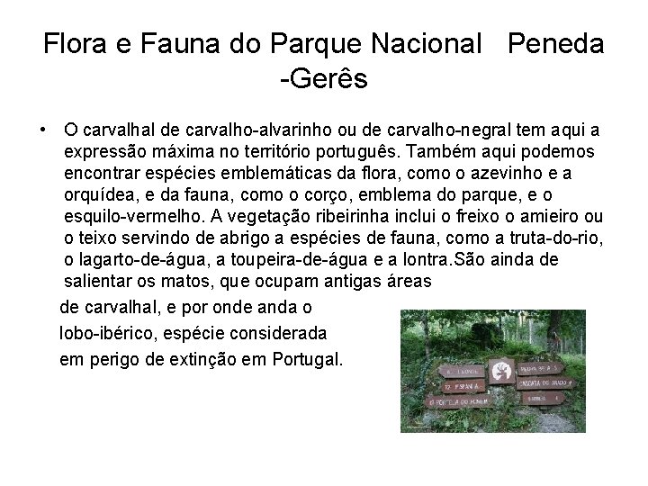 Flora e Fauna do Parque Nacional Peneda -Gerês • O carvalhal de carvalho-alvarinho ou