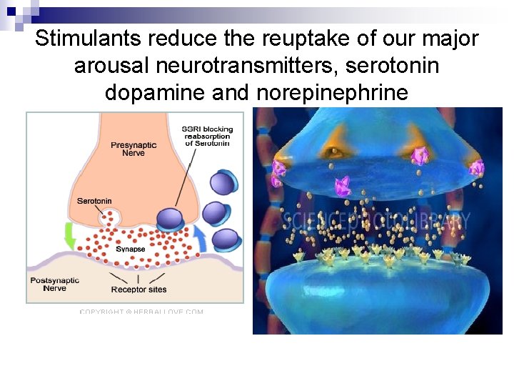 Stimulants reduce the reuptake of our major arousal neurotransmitters, serotonin dopamine and norepinephrine 