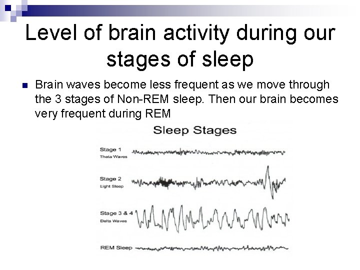 Level of brain activity during our stages of sleep n Brain waves become less