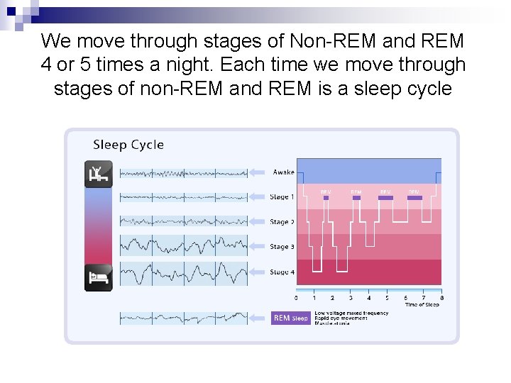 We move through stages of Non-REM and REM 4 or 5 times a night.