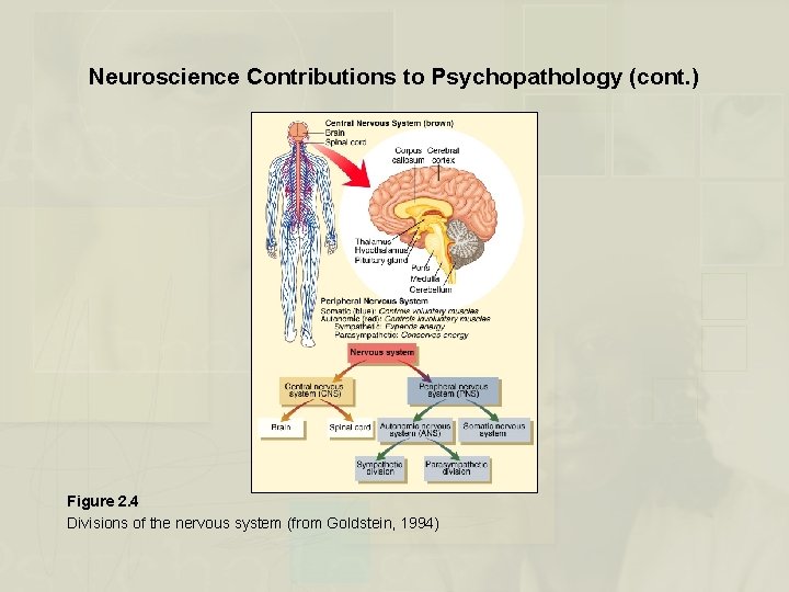 Neuroscience Contributions to Psychopathology (cont. ) Figure 2. 4 Divisions of the nervous system