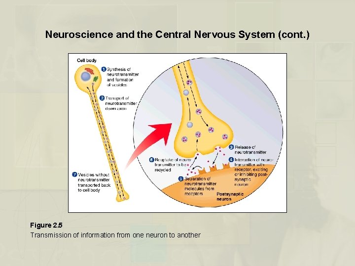Neuroscience and the Central Nervous System (cont. ) Figure 2. 5 Transmission of information