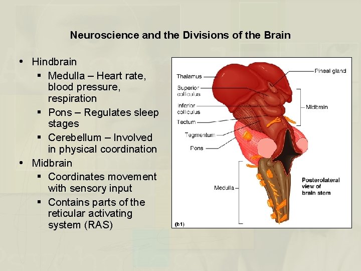 Neuroscience and the Divisions of the Brain Hindbrain § Medulla – Heart rate, blood