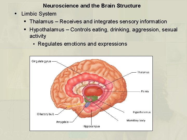 Neuroscience and the Brain Structure Limbic System § Thalamus – Receives and integrates sensory