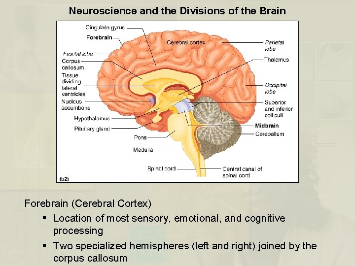 Neuroscience and the Divisions of the Brain Forebrain (Cerebral Cortex) § Location of most